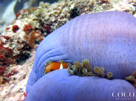 A Maldives Anemonefish hiding in its Magnificent Sea Anemone (Heteractis magnifica) at Coco Bodu Hithi House Reef