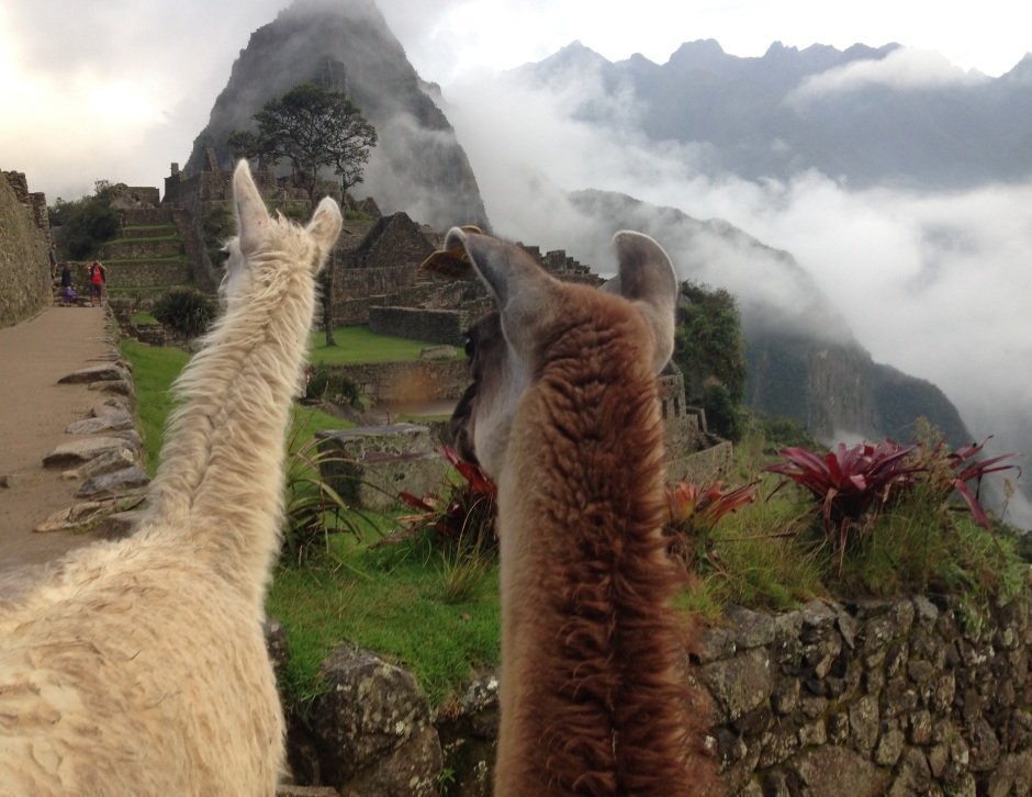 Photo credits: Dr. Jillian Hudgins: 2 Llamas overlooking the famous “Machu Picchu” World Heritage Site in Peru